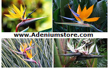 (image for) Bird of Paradise Strelitzia Seeds \'Mixed\' (5 Seeds)